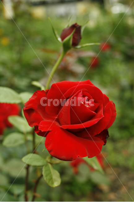 장미,식물,flower,plants,nature,꽃,꽃봉오리,붉은색,레드,식물,자연,plants,nature,꽃,flower