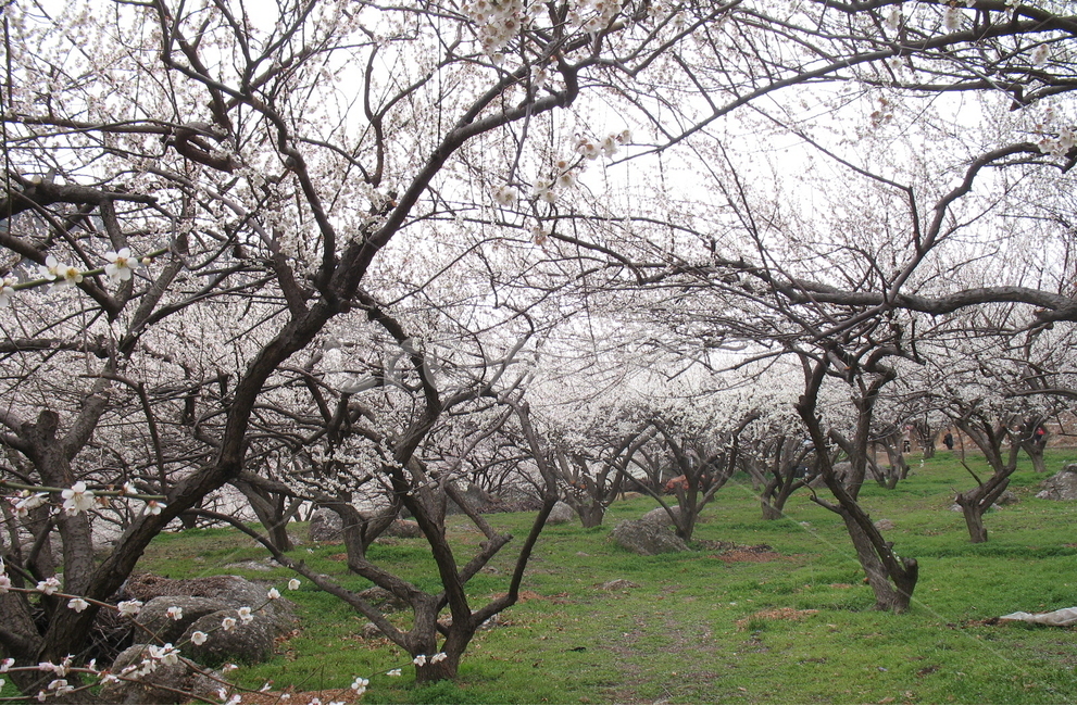 하동,홍쌍리,매화,광양,매화마을,봄,계절,spring,season,식물,자연,plants,nature,나무,trees,wood,plant,tree