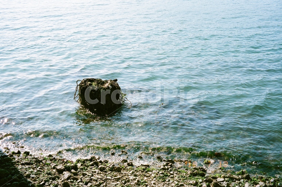 plant,식물,바다,해변,푸른바다,sea,여수,여수바다,beach,필름사진,푸른색,맑은바다,맑은물,물,자연,풍경,nature,landscape
