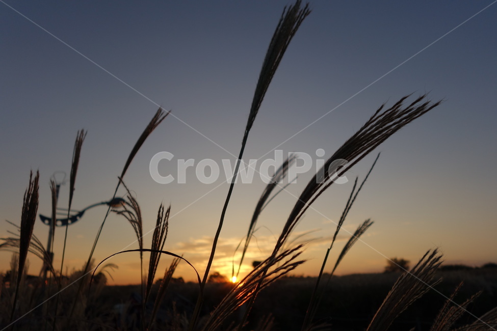 억새,월드컵공원,노을,해질녘,풍경,한국야경,서울야경,식물,자연,plants,nature