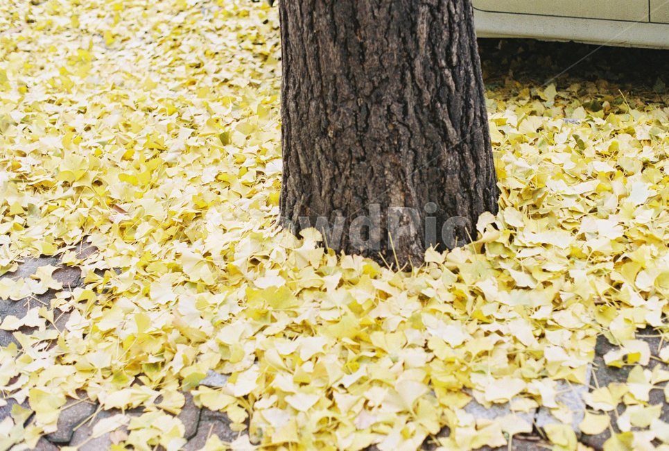 나무,은행잎,냄새,낙엽,가을,겨울,가을,계절,fall,autumn,season,plant,식물,tree,tree trunk,나무 줄기