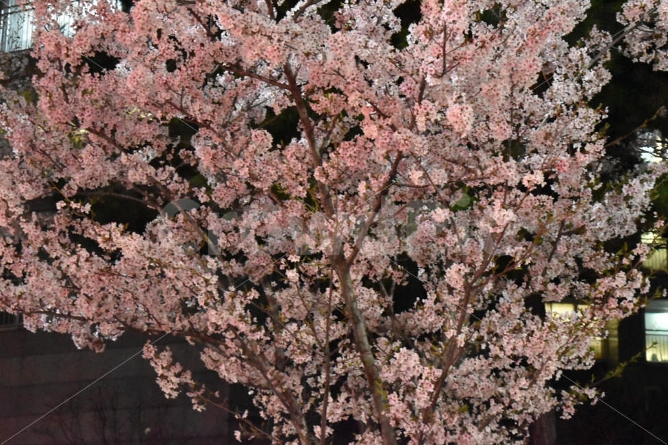 벗꽃,야경,벚꽃나무,꽃,봄,spring,꽃길,산책길,봄,계절,spring,season,식물,자연,plants,nature,꽃,flower,나무,trees,wood,plant,cherry blossom,벚꽃,blossom