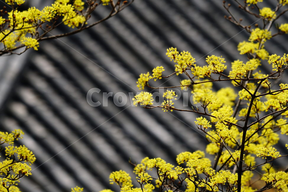 산수유,봄꽃,한국자연,꽃,꽃사진,플라워,flower,봄,spring,식물,plants,자연,nature,풍경,landscape,계절,season,snap,스냅,접사,macro,closeup,클로즈업,감성사진,감성,힐링,healing,느낌,feel,feeling,꽃밭,화단,나무,나뭇가지,tree,꽃봉오리,4월,April,한옥,지붕,기와,봄,계절,spring,season,식물,자연,plants,nature,꽃,flower,blossom,plant
