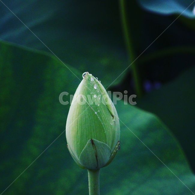 꽃,flower,식물,자연,nature,색감,감성,연꽃,초록,초록색,green,식물,자연,plants,nature,꽃,flower
