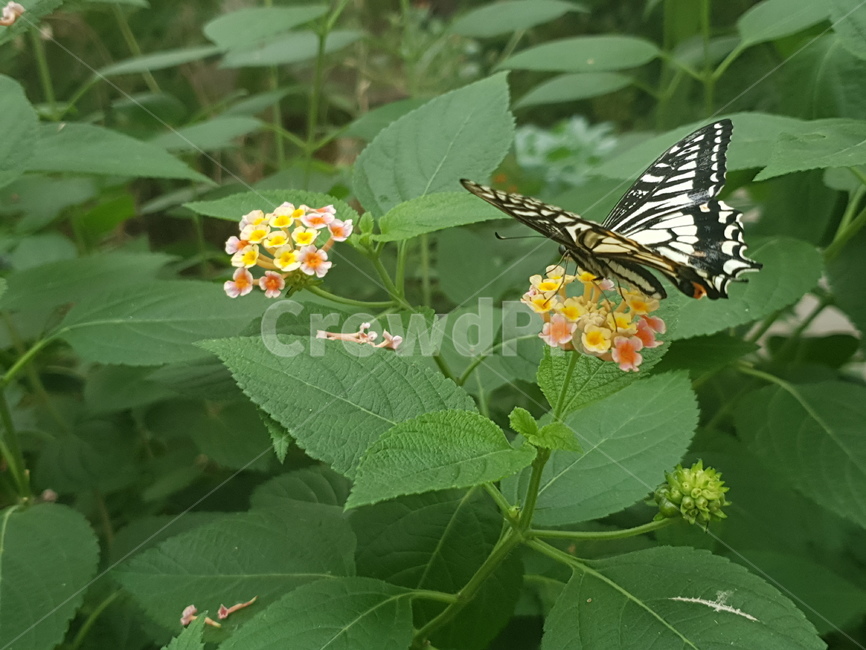 insect,곤충,꽃,식물,봄