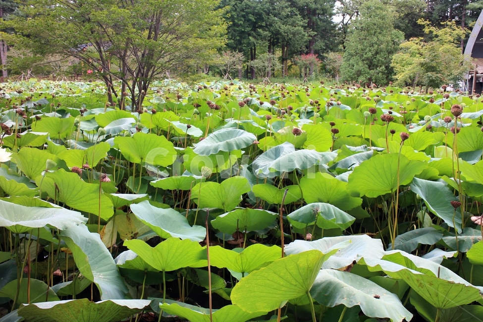 남이섬,연꽃,초록,식물,연잎,자연,풍경,자연,풍경,nature,landscape,plant,leaf,잎,blossom,꽃,flower