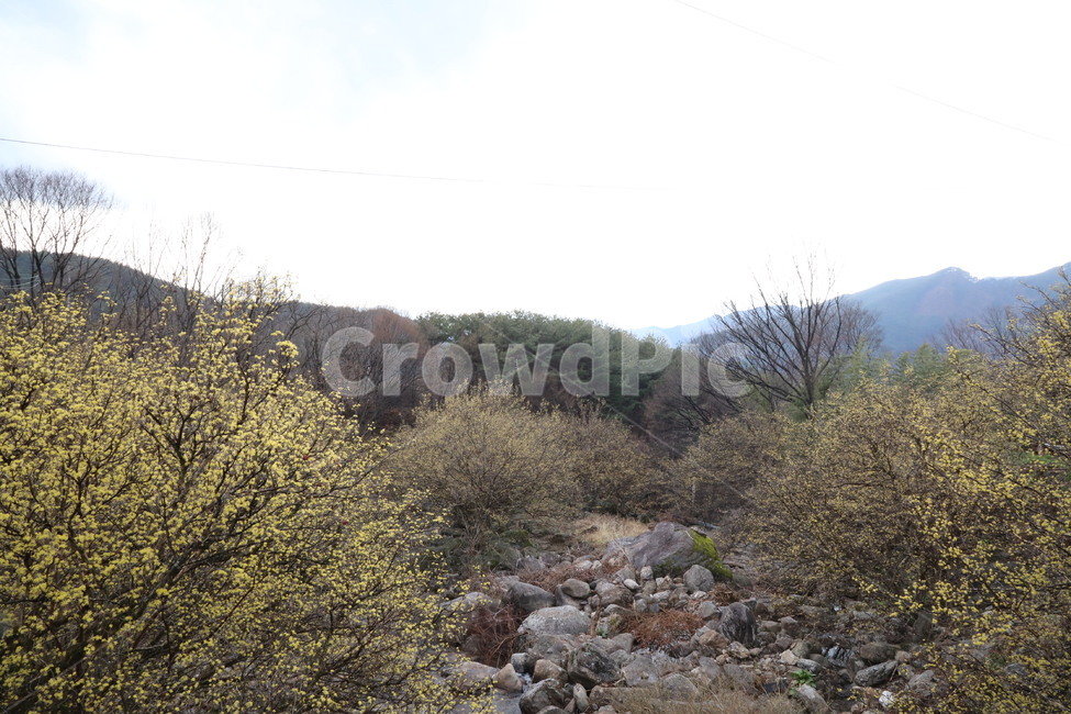 봄,산수유,자연,풍경,꽃,시골,길,산,계곡,봄,계절,spring,season,자연,풍경,nature,landscape,rubble,파편,dirt road,흙길,road,도로,gravel,자갈