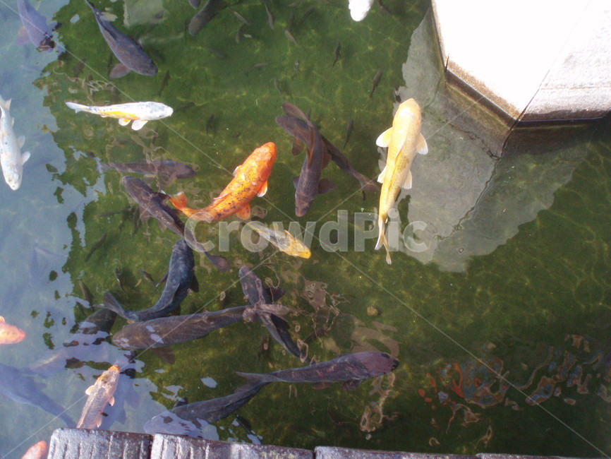 잉어,연못,fish,자연,물,water