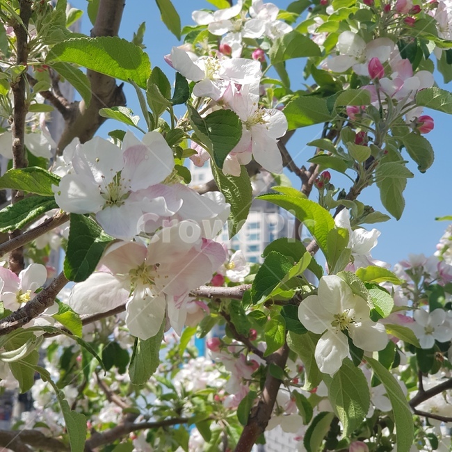 plant,식물,정원,하얀꽃,꽃,flower,사과꽃,사과