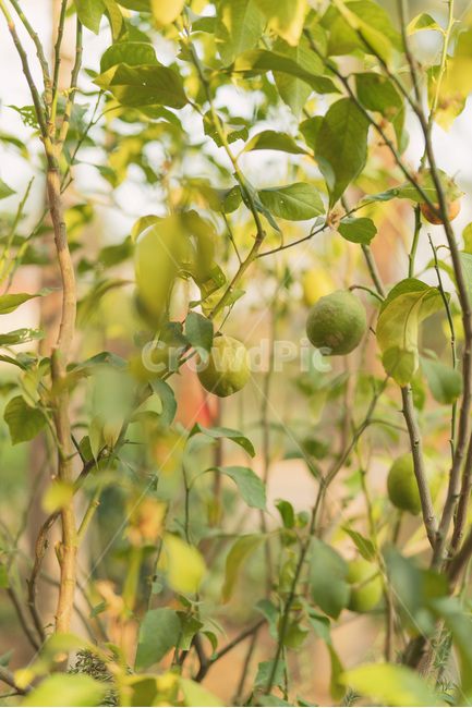 가지,레몬,빛,자연광,열매,나무,식물,자연,plants,nature,과일,열매,fruit