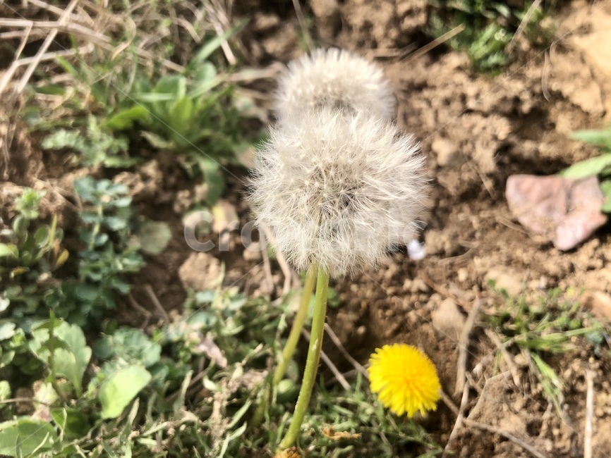 민들레,식물,blossom,꽃,flower