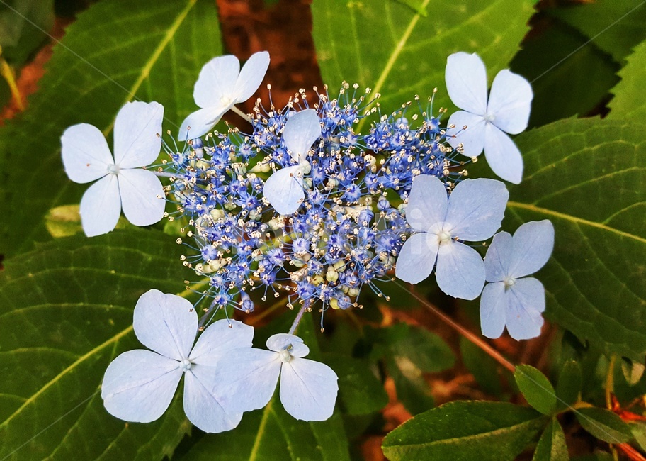 식물,꽃,산수국,자연,flower,여름