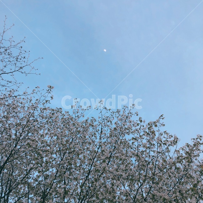 풍경,벚꽃,하늘,자연,꽃,cherryblossom