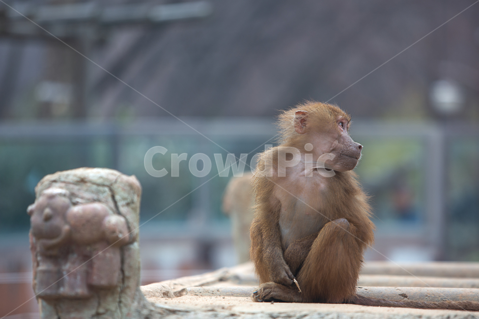 animal,mammal,wildlife,야생생물,monkey,동물,원숭이,동물원,우리,1마리,한마리,포유류,영장류,몽키,유인원