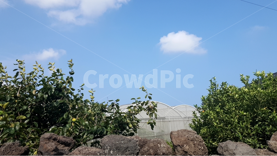 제주,돌담,시골,구름,나무,감귤,감귤나무,맑음,rural,cloud,tree,jejutangerine,suuny,landscape,scenery,하늘,풍경,자연,비닐하우스,jeju,country,vinylgreenhouse,hometown,stone,돌,자연,풍경,nature,landscape,시골,마을,country,rural,town
