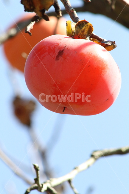 감,홍시,반시감,가을,persimmon,fruit,과일,열매,fruit