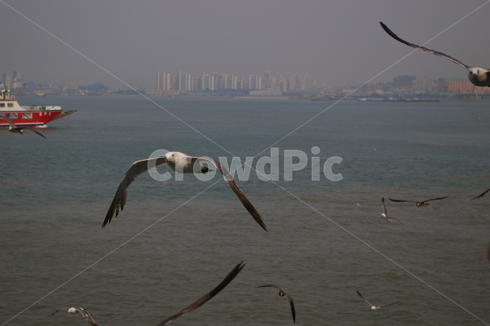 조류,갈매기,바다,animal,동물,bird,새,flying,나는,조류,새,birds