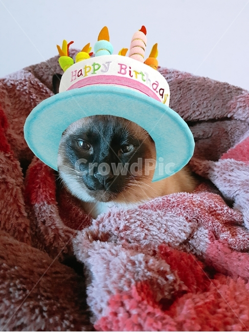 고양이,cat,dog,반려견,반려묘,샴,샴고양이,자는고양이,생일,탄생일,고양이생일,반려묘생일,반려묘모자,hat
