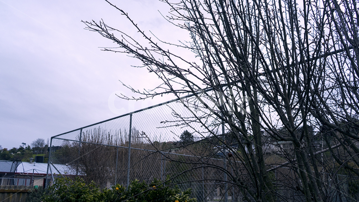 나무,자연,tree,nature,철사,wire
