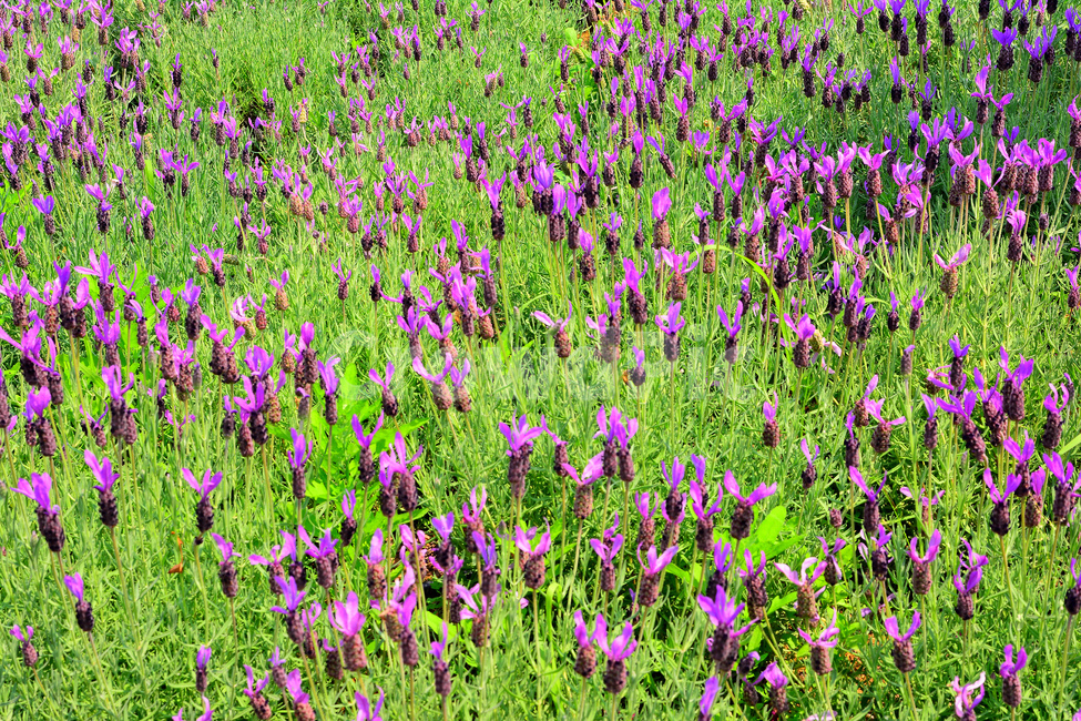 bath salts,flower garden,herbs,tea,purple flower,Lavender,cosmetic raw material,oil,herbal plant,lavender,park,air freshener,flowers,green,violet,flower,fragrance,soap raw material,purple,garden,aroma