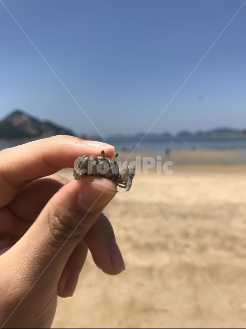 자연,게,바다,손,모래