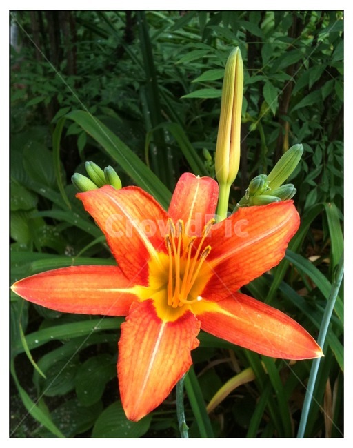 식물,꽃,원추리,자연,flower,식물,자연,plants,nature,꽃,flower