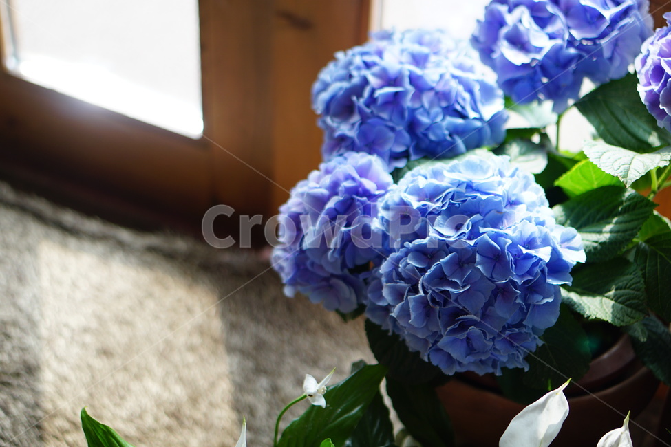 수국,화분,창가,로즈스텔라,카페,자연,식물,자연,plants,nature,꽃,flower