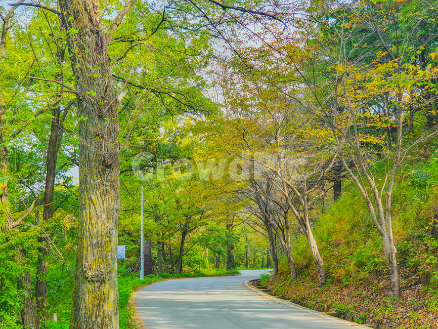 road,도로,tree,나무,plant,식물,tarmac,아스팔트,asphalt,자연,풍경,nature,landscape