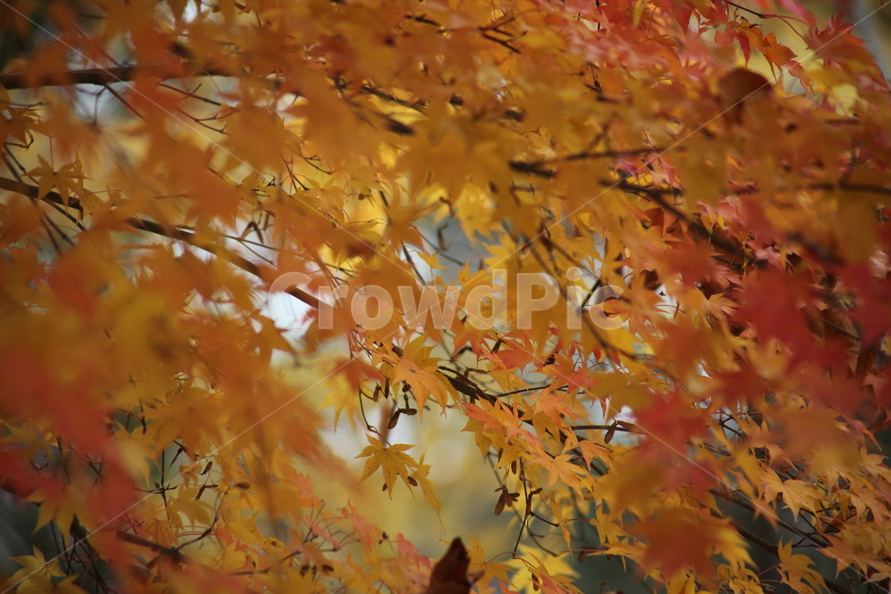 단풍,단풍나무,엽록소,가을,redleaves,가을,계절,fall,autumn,season,식물,자연,plants,nature,leaf,잎,plant,tree,나무,maple