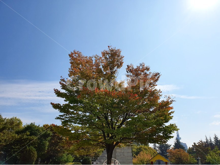 plant,식물,tree,나무,treetrunk,나무줄기,하늘,sky