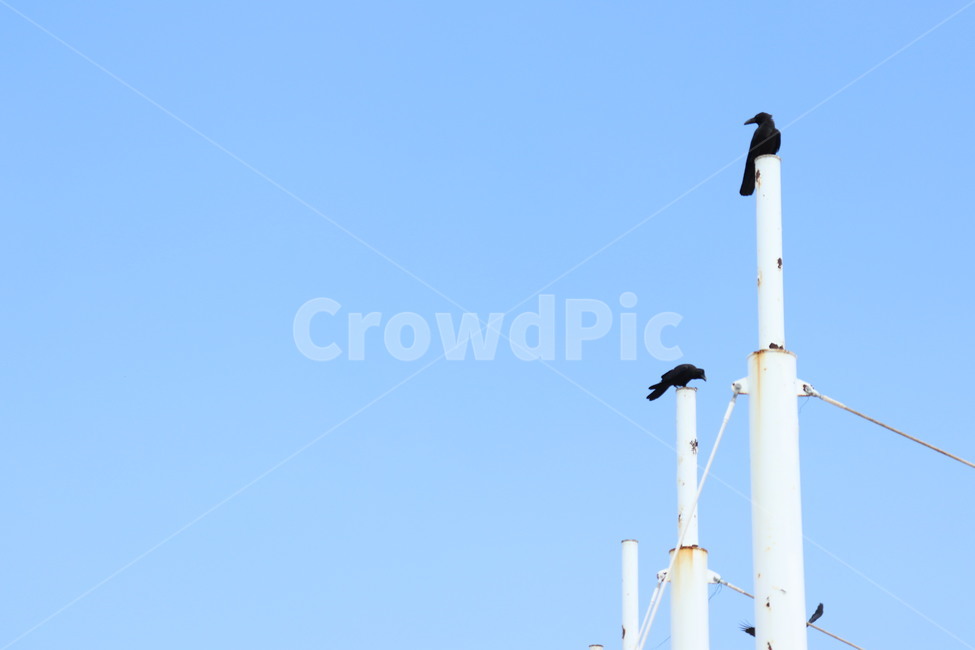까마귀,맑은날,하늘,동물,새,검은새,외로움,bird,sunny,sky,animal,corw
