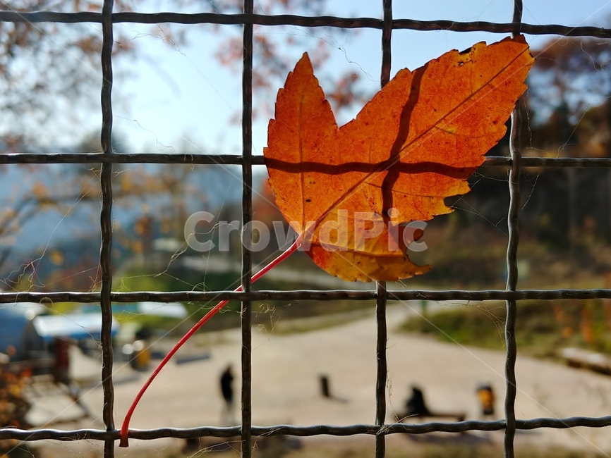 가을,단풍,나뭇잎,단풍잎,낙엽,잎,leaf,식물,나무