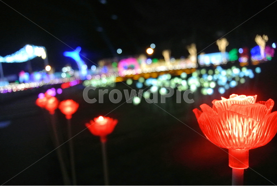 lighting,조명,야경,꽃,붉은