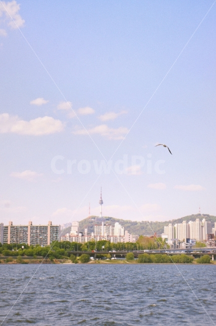한강,하늘,도시,자연,풍경,남산타워,landscape,도시,풍경,city,landscape,adventure,모험,leisure activities,레저 활동,bird,새,animal,동물