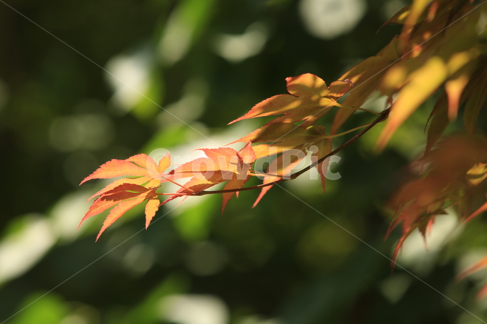 나뭇잎,여름,봄,녹음,푸르름,숲속,5월,may,식물,자연,plants,nature