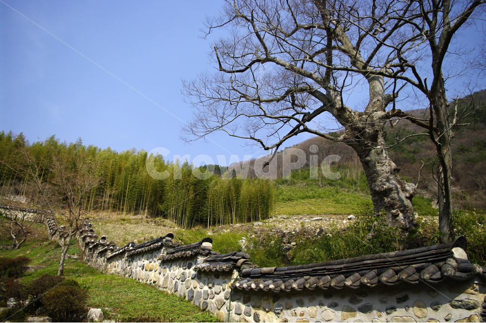 한국,밀양,표충사,사찰,절,돌담,담,나무,대나무숲,하늘,자연,풍경,nature,landscape,한국자연풍경,한국자연경관,korea nature landscape,한국전통,한국문화,korean traditional,korean culture,건축물,건물외관,exterior,building,structure,architecture,construction,plant,식물,tree