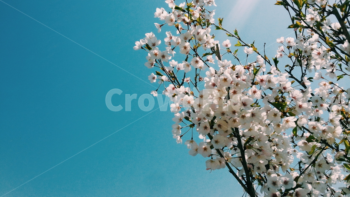 벚꽃,cherryblossoms,blossom,하늘,sky,봄,spring,벚꽃나무,plant,식물,flower,봄,계절,spring,season,식물,자연,plants,nature,꽃,flower,plant,blossom