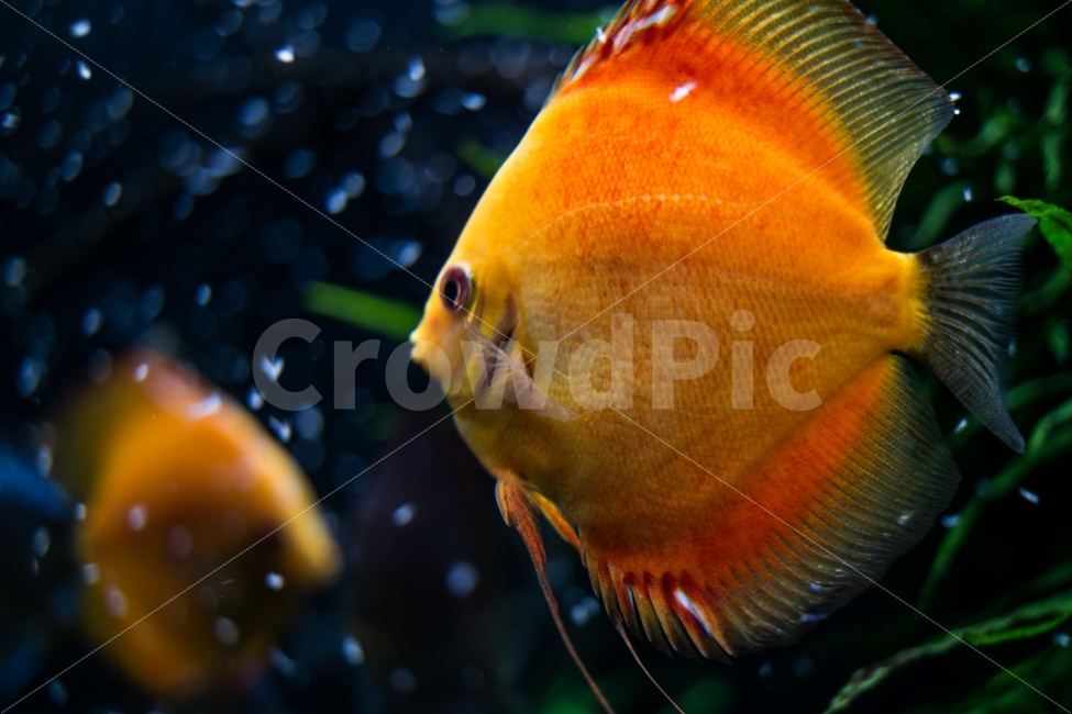 수족관,물고기,여름,바다,감성,물,시원함,어항,동물,animal,어류,물고기,fish,색깔,색상,색채,색감,color sense,color sensitivity,feeling of color