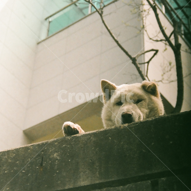 개,강아지,동물,포유류,반려견,멍멍이,애견,애완동물,반려동물,animal,dog,doggy,puppy,pet,잠,낮잠,오후,졸음,나른함,피곤함,피로,휴식,힐링,rest,relaxation,healing,sleepy,감성,감성사진,빈티지,아날로그,필름,필름사진,필름카메라,film,filmcamera,sensible,feeling,동물,animal,포유류,mammal,개,강아지,dog,doggy