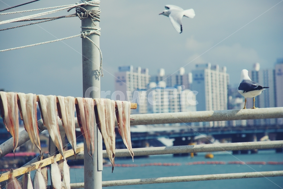 생선,말리기,건조,장어,fish,seagull,갈매기,동물,animal,조류,새,birds,음식,식재료,요리,food,cook,meal,dishes,food reserves,수산물,해산물,fishery products,seafood