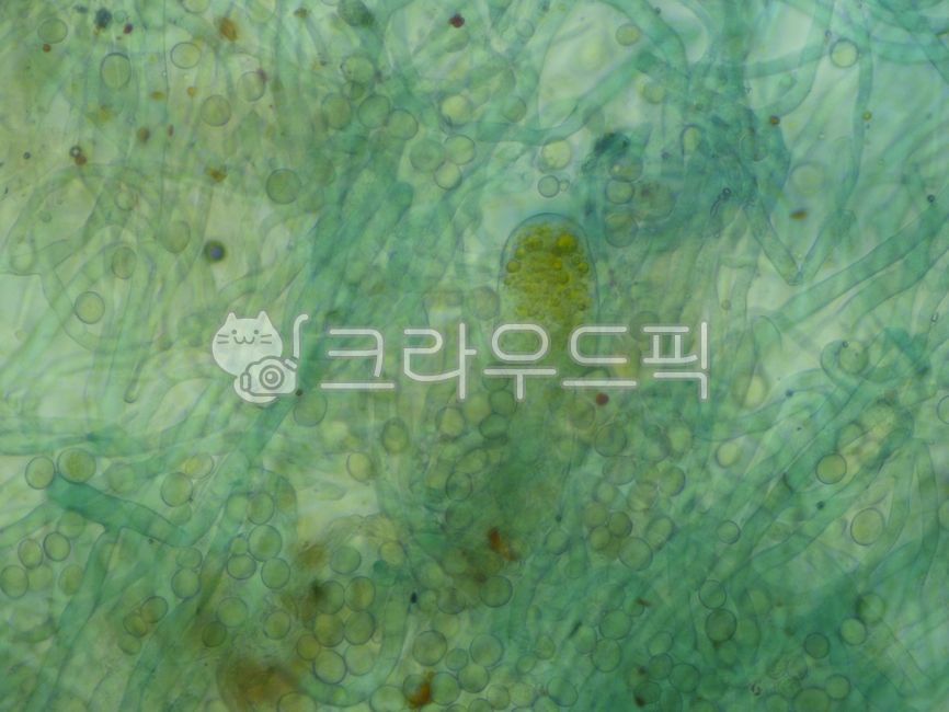 Fungi, fungi, biology data, microbiology, microscope - Authentic Korean ...