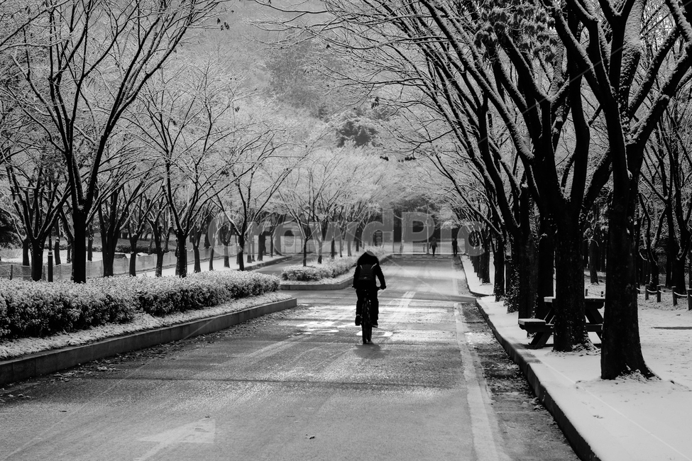겨울,길,자전거,사람,나무,풍경,도로,겨울,계절,winter,season,자연,풍경,nature,landscape,사람,인물,인간,human,person,pedestrian,보행자,bench,벤치