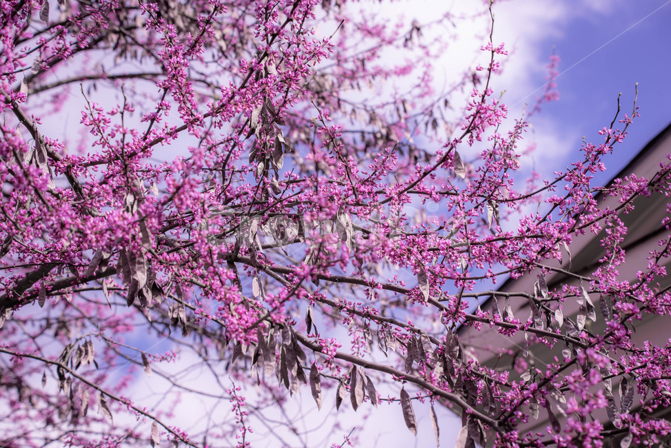 plant,식물,cherryblossom,벚꽃,flower,꽃