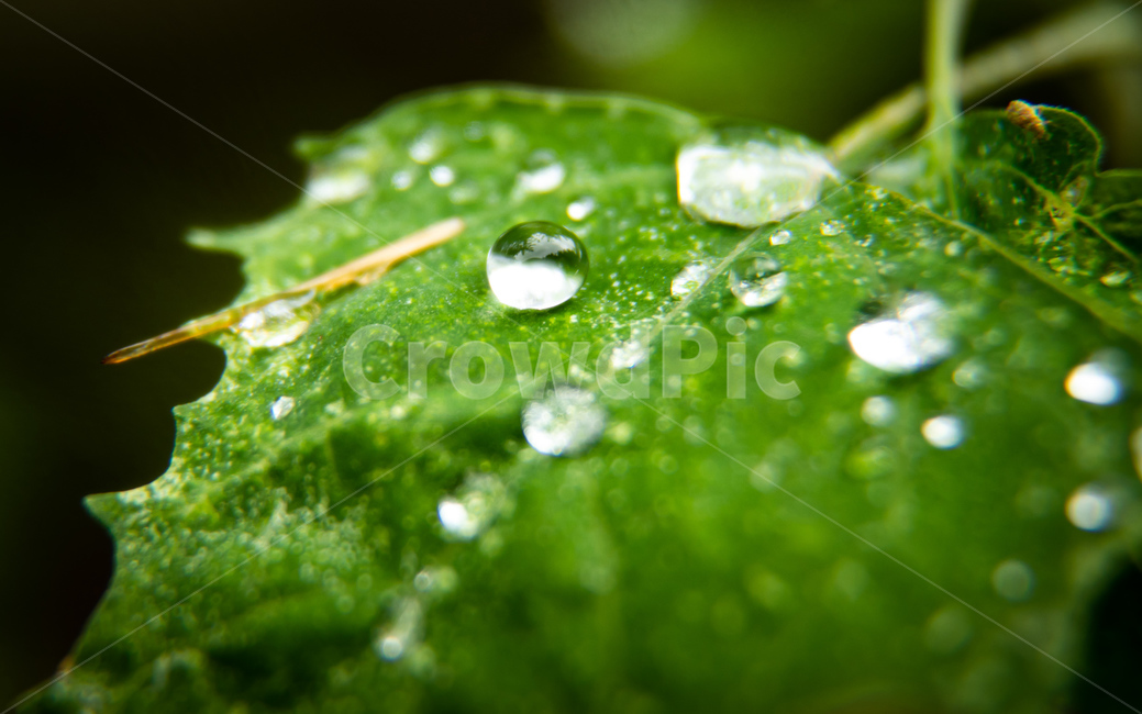 나뭇잎,물방울,식물,잎,leaf,plant,이슬,아침,식물,자연,plants,nature