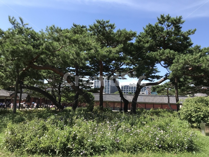 창덕궁,창덕궁후원,창덕궁전각,changdeokgung,창덕궁내부,한국전통,한국문화,korean traditional,korean culture,나무,trees,wood,건축물,건물외관,exterior,building,structure,architecture,construction