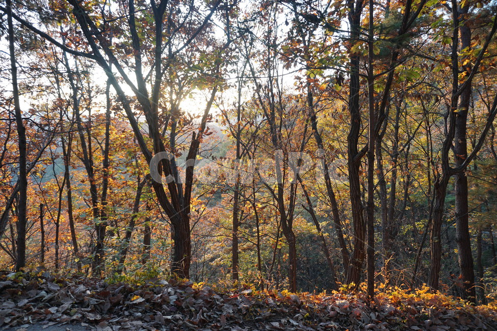tree,바닥,나무,식물,ground,plant,treetrunk,자연,풍경,nature,landscape