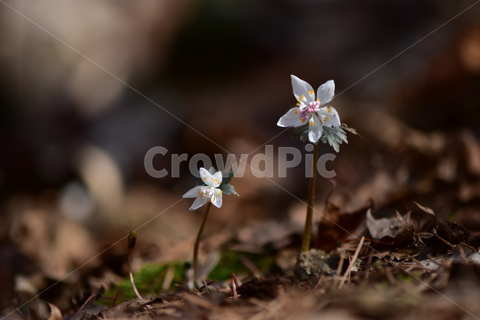 너도바람꽃,야생화,봄,꽃,풀꽃,자연,식물,식생,감성,힐링,plants,nature,spring,season,flower,emotion,feeling,흰색,초본,너도바람꽃속