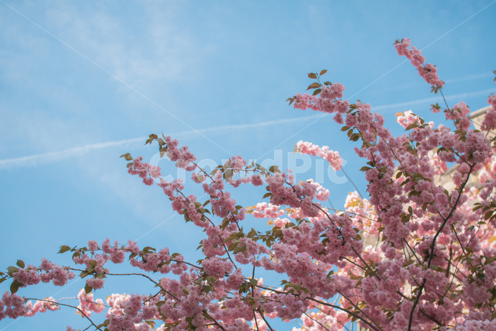 벚꽃,겹벚꽃,하늘,하늘벚꽃,꽃,봄꽃,봄,계절,spring,season,식물,자연,plants,nature,꽃,flower,plant,blossom
