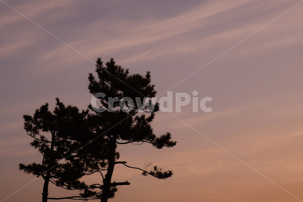 일출,sunset,하늘,나무,구름