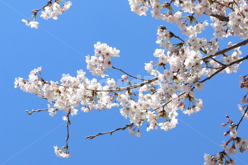봄,벚꽃,꽃,blossom,나무,봄,계절,spring,season,식물,자연,plants,nature,꽃,flower